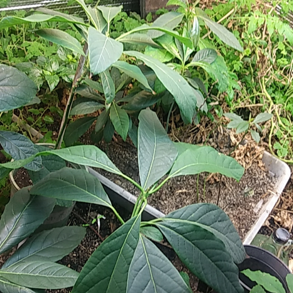 Plant - Picture 1 of 1